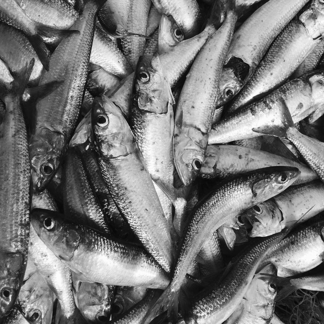 Pescado como fuente de cromo